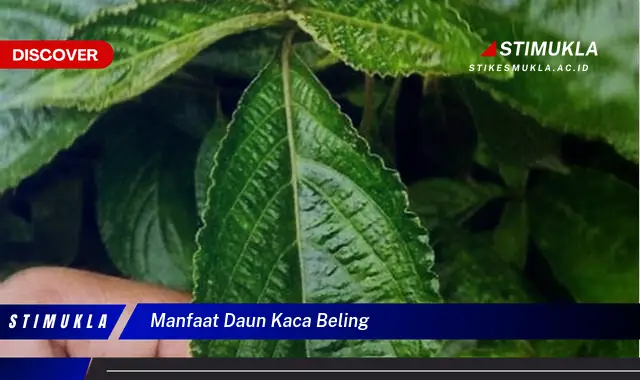 manfaat daun kaca beling