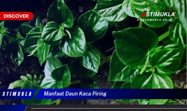 manfaat daun kaca piring