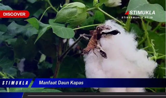 manfaat daun kapas