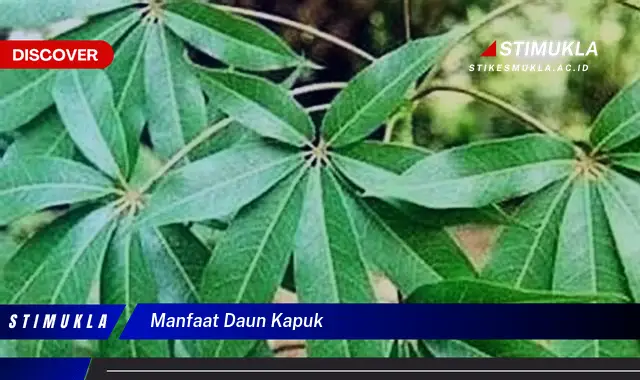 manfaat daun kapuk