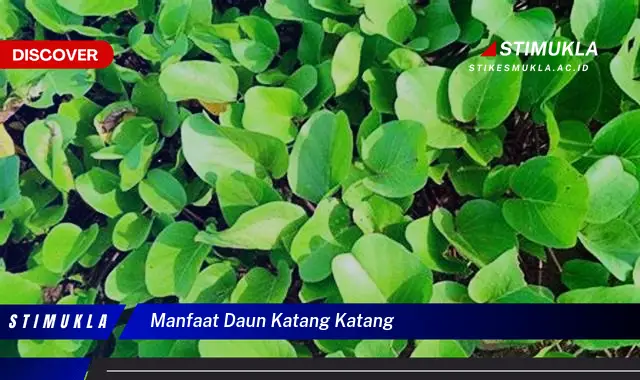 manfaat daun katang katang