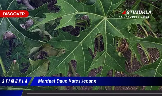 manfaat daun kates jepang