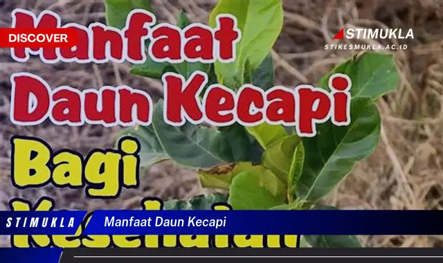 manfaat daun kecapi