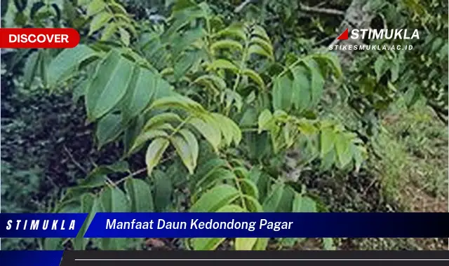 manfaat daun kedondong pagar