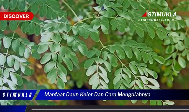 manfaat daun kelor dan cara mengolahnya