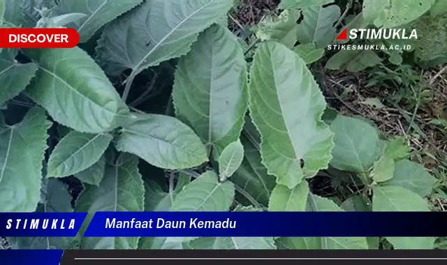 manfaat daun kemadu