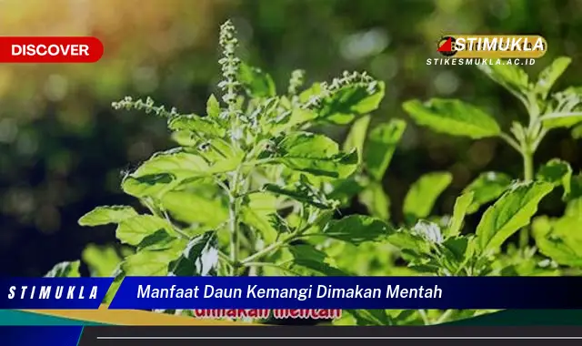 manfaat daun kemangi dimakan mentah