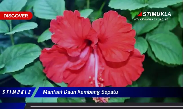 manfaat daun kembang sepatu
