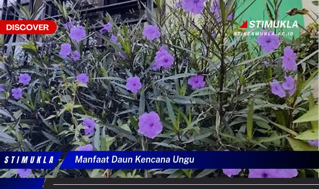 manfaat daun kencana ungu