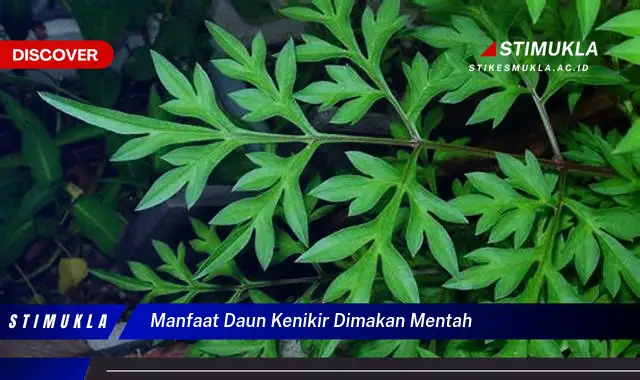 manfaat daun kenikir dimakan mentah