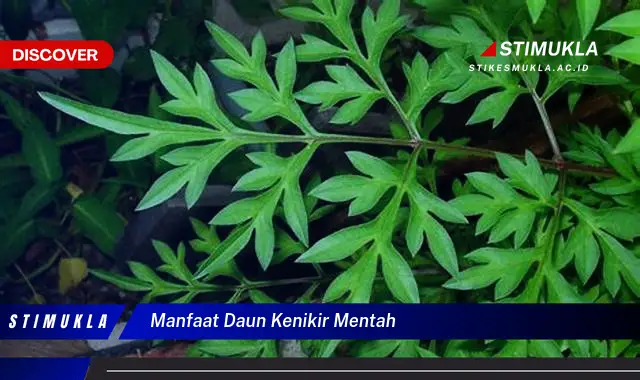 manfaat daun kenikir mentah