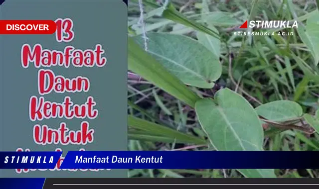 manfaat daun kentut