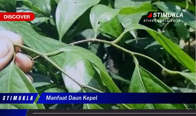 manfaat daun kepel