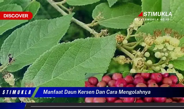 manfaat daun kersen dan cara mengolahnya