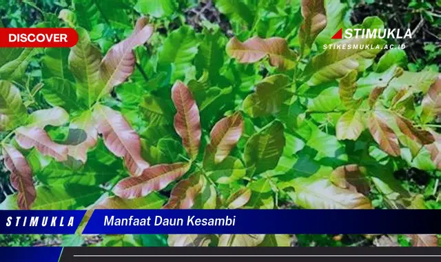 manfaat daun kesambi