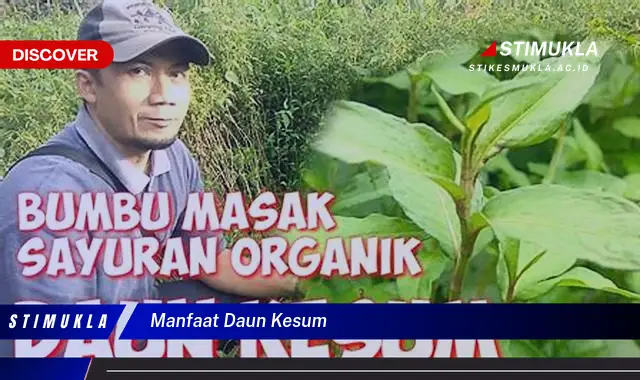 manfaat daun kesum