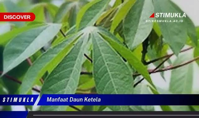 manfaat daun ketela