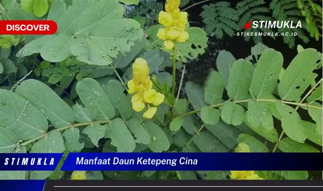 manfaat daun ketepeng cina