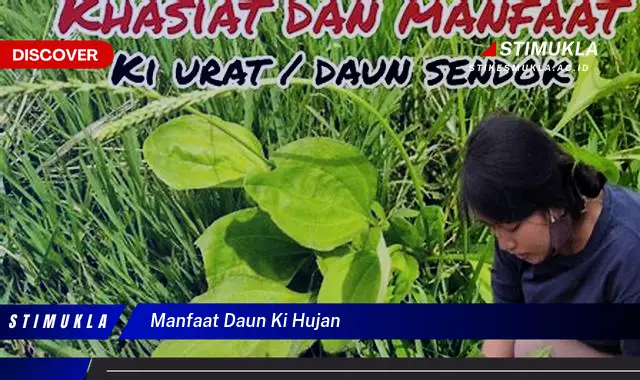 manfaat daun ki hujan