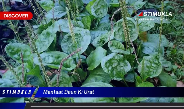 manfaat daun ki urat