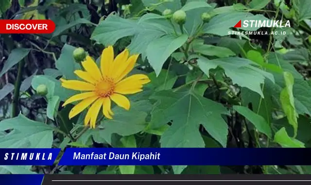 manfaat daun kipahit manfaat daun kipahit