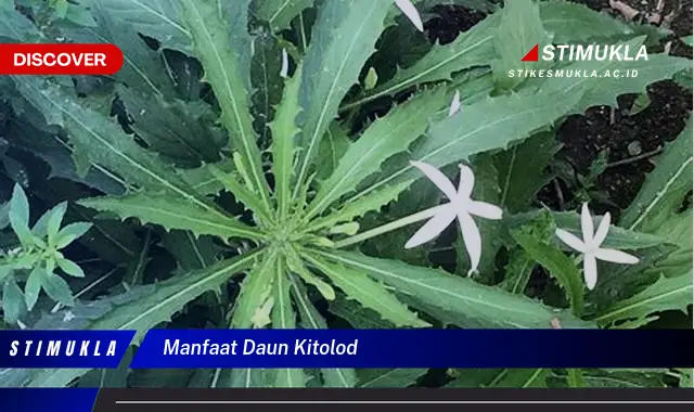 manfaat daun kitolod