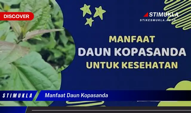 manfaat daun kopasanda