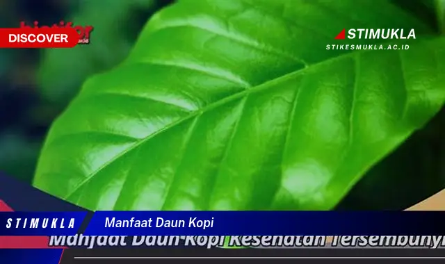 manfaat daun kopi