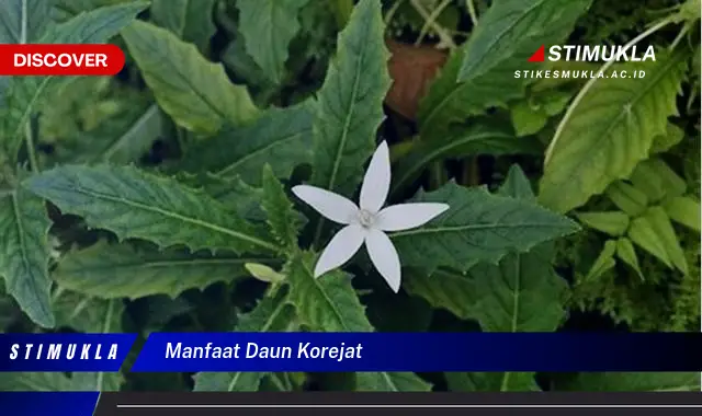 manfaat daun korejat