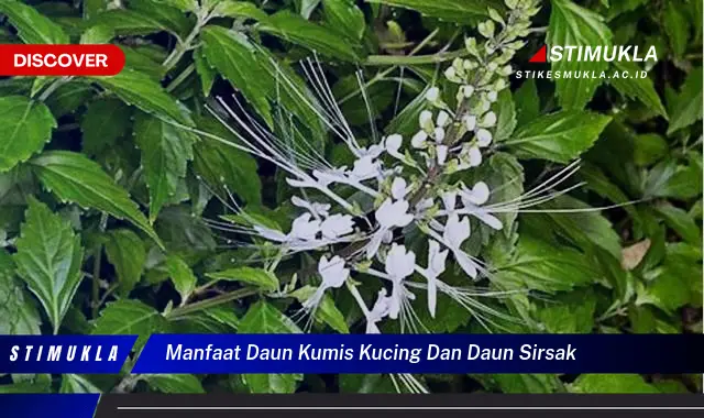 manfaat daun kumis kucing dan daun sirsak