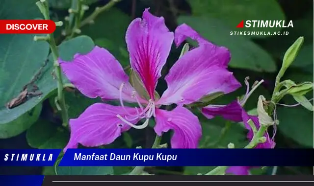 manfaat daun kupu kupu