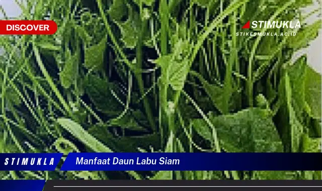 manfaat daun labu siam