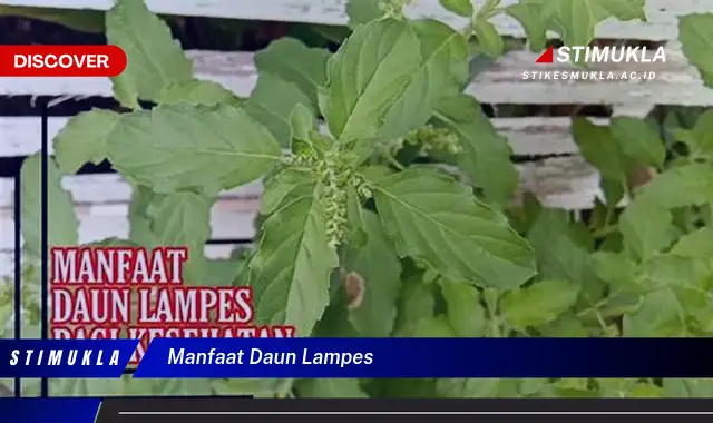 manfaat daun lampes