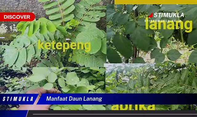 manfaat daun lanang manfaat daun lanang