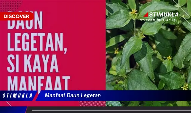 manfaat daun legetan