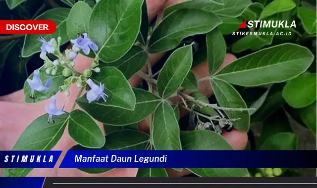 manfaat daun legundi