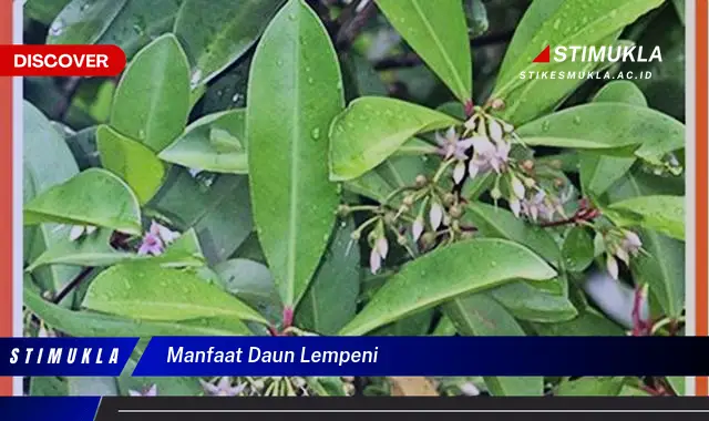 manfaat daun lempeni