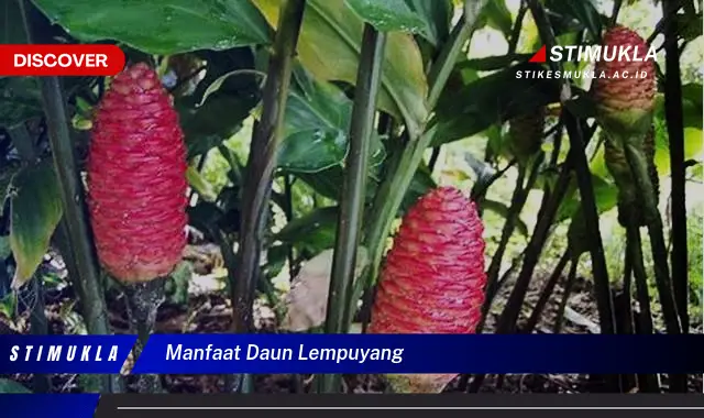 manfaat daun lempuyang