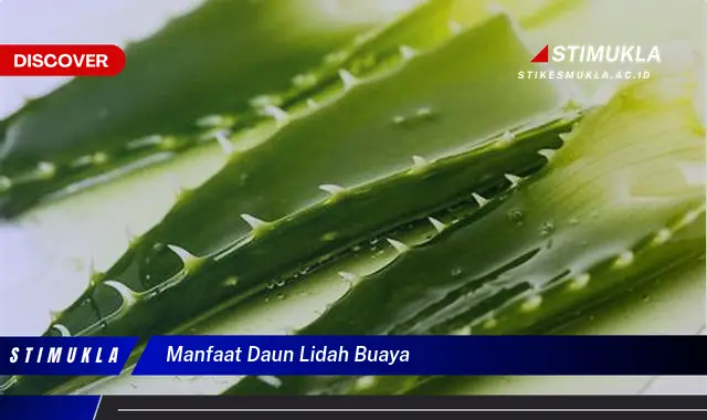 manfaat daun lidah buaya