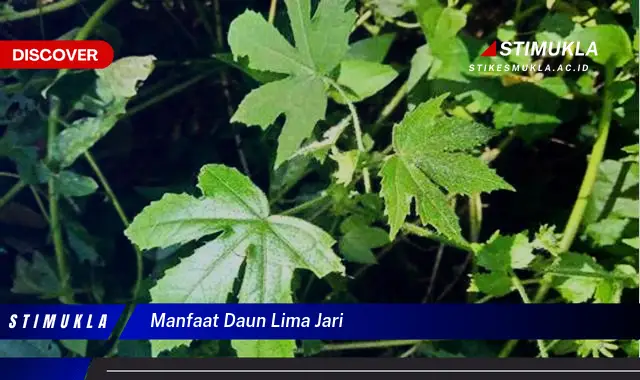 manfaat daun lima jari