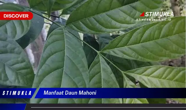 manfaat daun mahoni