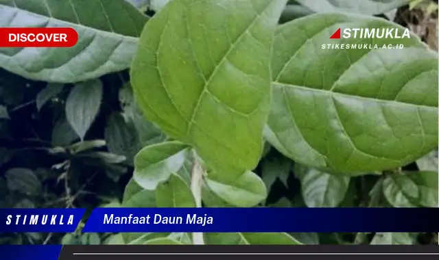 manfaat daun maja