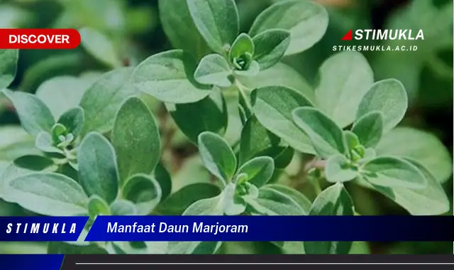 manfaat daun marjoram