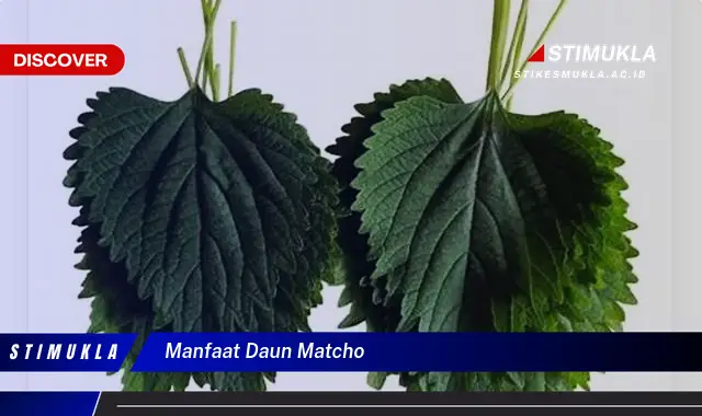 manfaat daun matcho