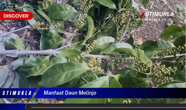 manfaat daun melinjo