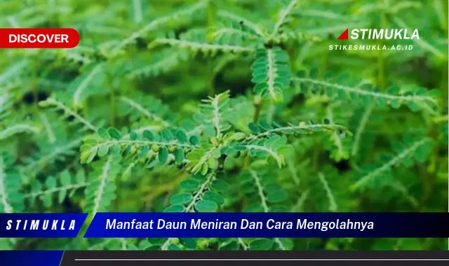 manfaat daun meniran dan cara mengolahnya