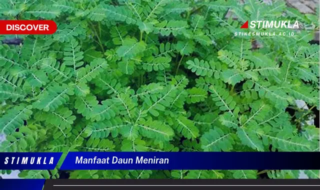 manfaat daun meniran