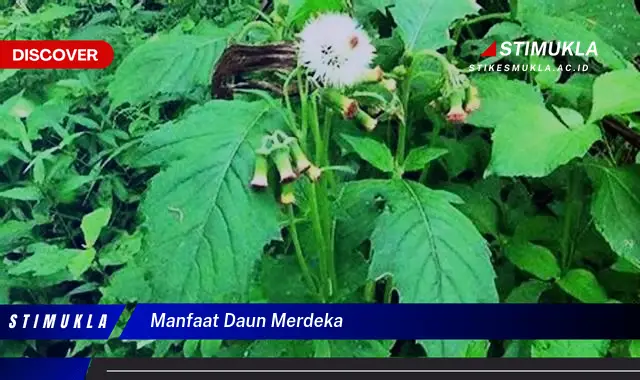 manfaat daun merdeka