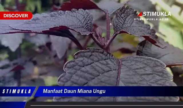 manfaat daun miana ungu