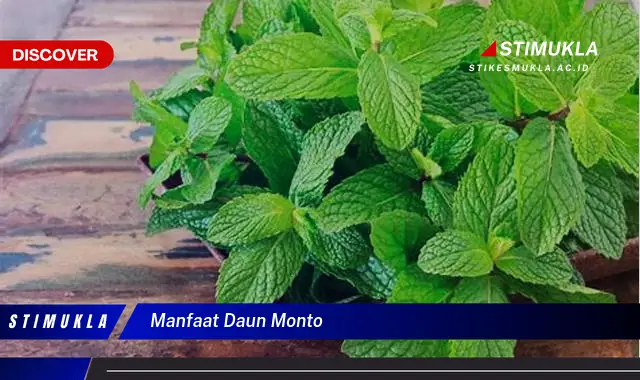 manfaat daun monto